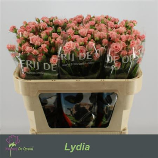 R Tr Lydia Imp 50cm A1 Col-Pink