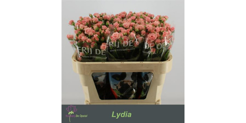 Rose Tr Lydia Imp 50cm A1 Col-Pink