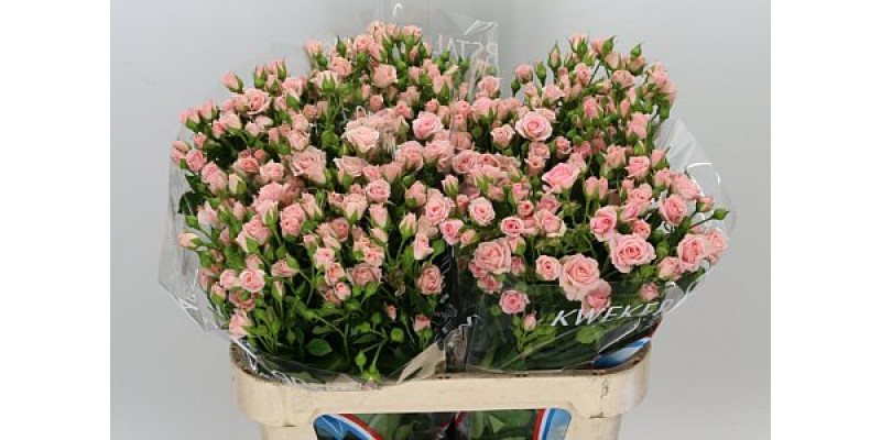 Rose Tr Lydia 70 A1Pink