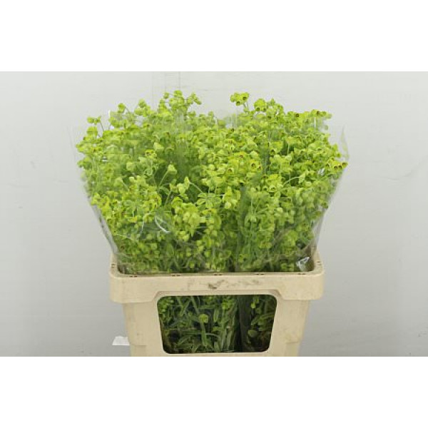 Euphorbia Green 60 cm A1