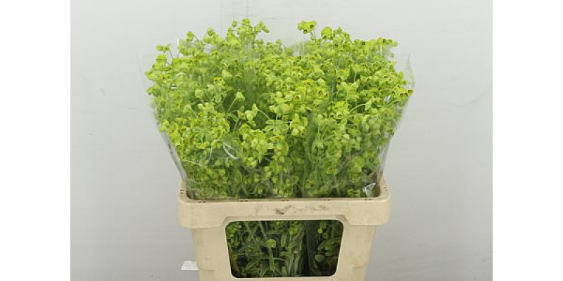 Euphorbia Green 60 cm A1