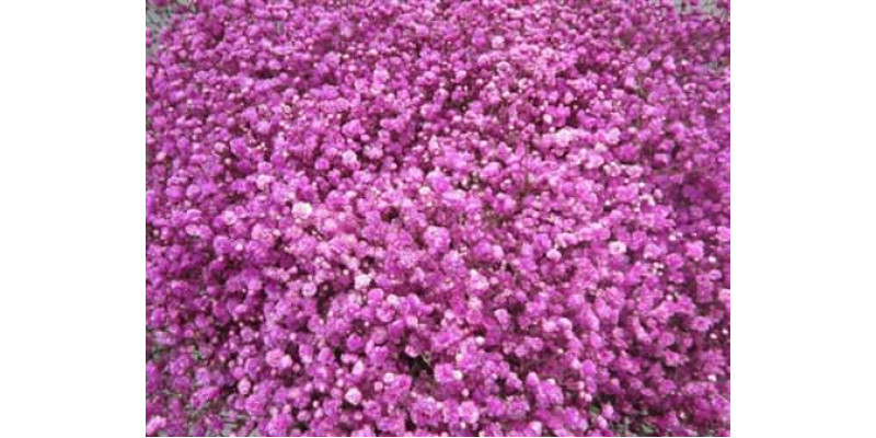 Gypsophila Optrek Cerise 80cm A1