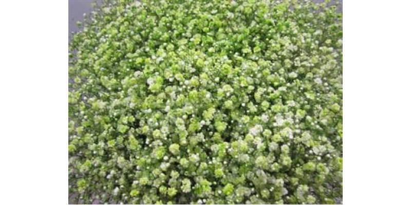 Gypsophila Optrek Green 80cm A1