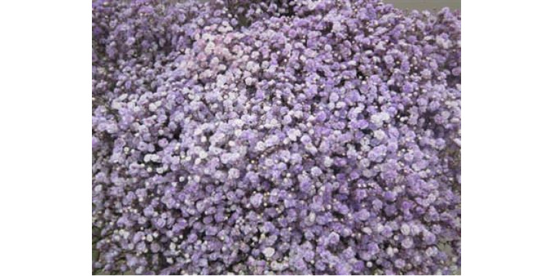 Gypsophila Optrek Milka 80cm A1