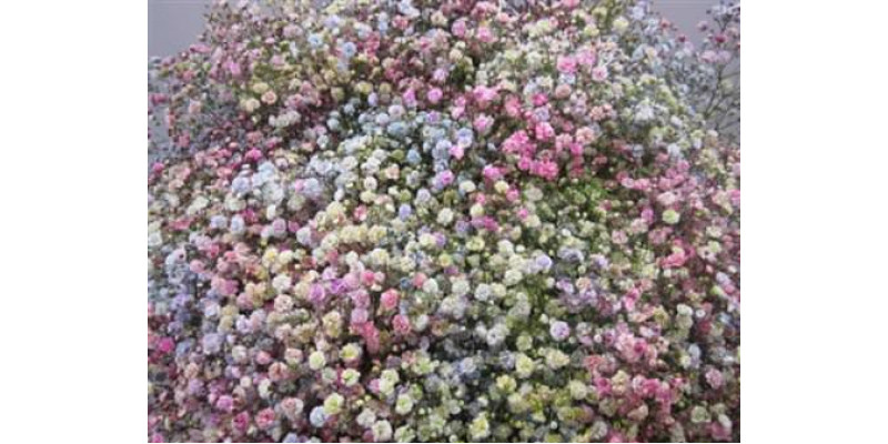 Gypsophila Optrek Rainbow 80cm A1