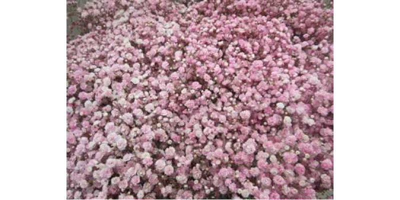 Gypsophila Optrek Rose 80cm A1