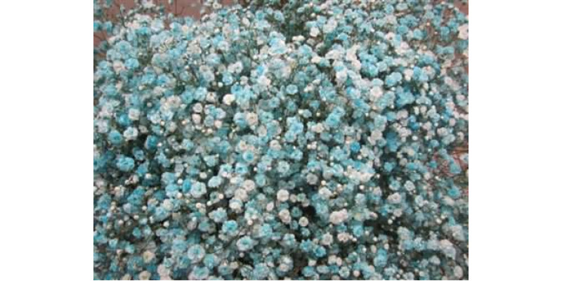 Gypsophila Optrek Turquoise 80cm A1