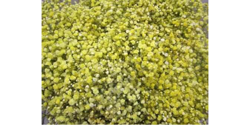 Gypsophila Optrek Yellow 80cm A1