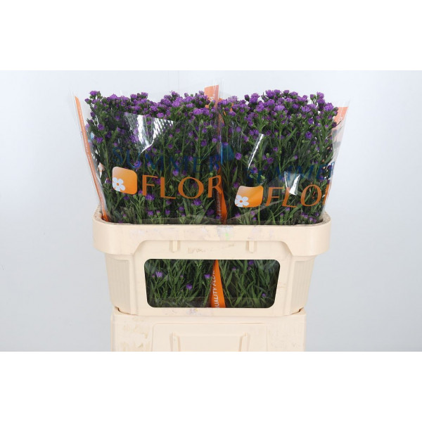 Aster Astee Karmijn 70cm  Col-Purple