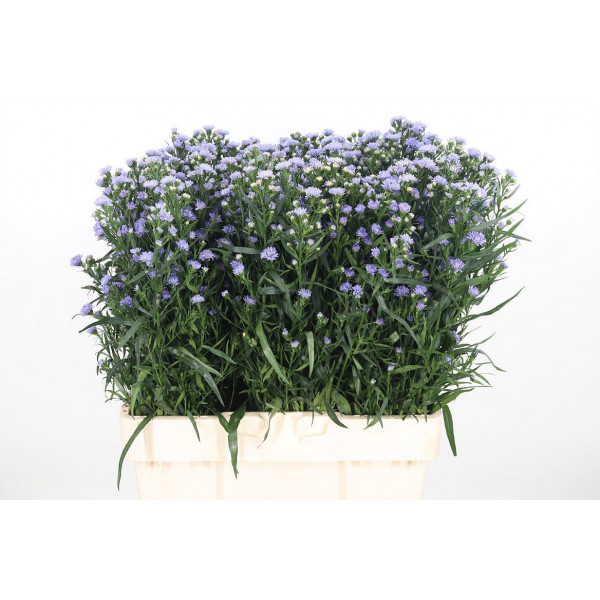 Aster Astee Milka 60cm  Col-Milka