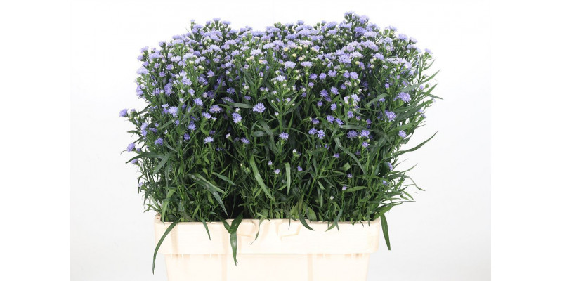 Aster Astee Milka 60cm  Col-Milka