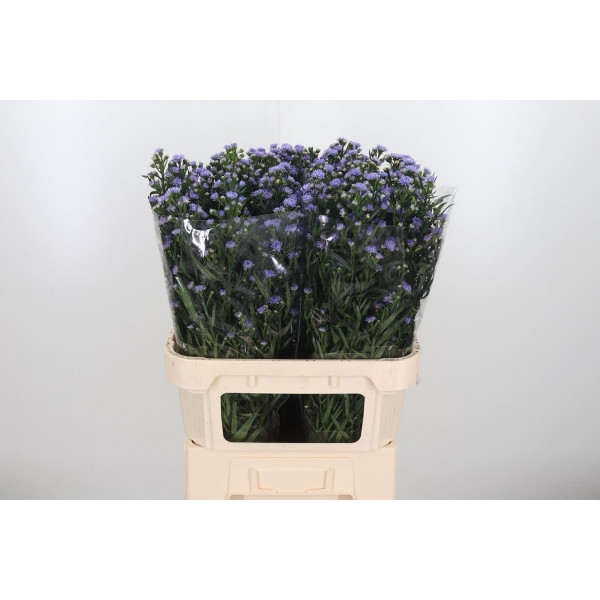 Aster Astee Milka 80cm  Col-Milka