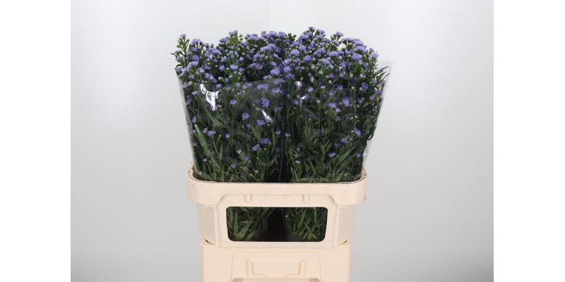 Aster Astee Milka 80cm  Col-Milka