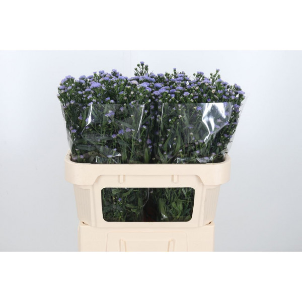 Aster Astee Milka 70cm  Col-Milka