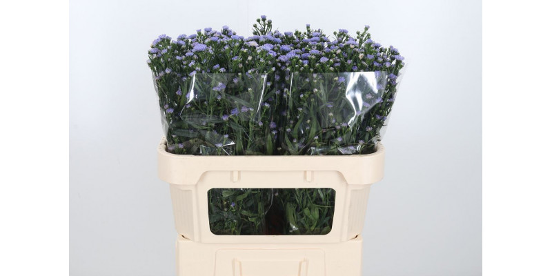 Aster Astee Milka 70cm  Col-Milka