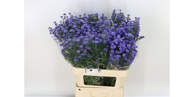 Aster  Astee Parade 85cm A1