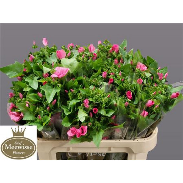 Lavatera Pink Lady 70cm A1