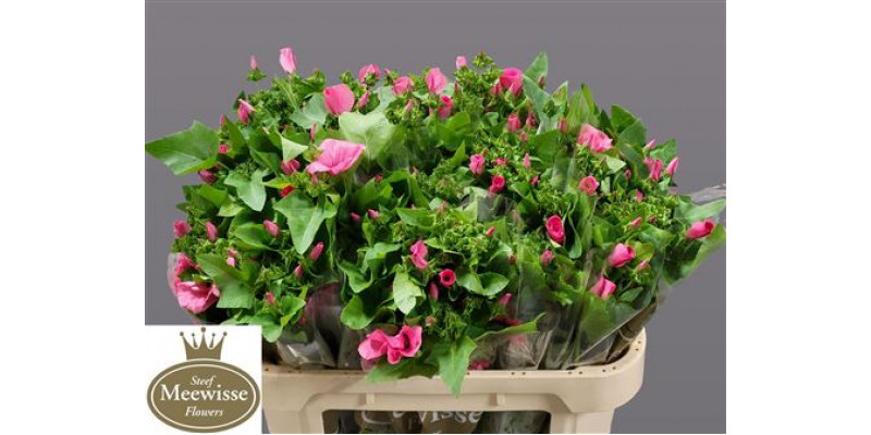 Lavatera Pink Lady 70cm A1