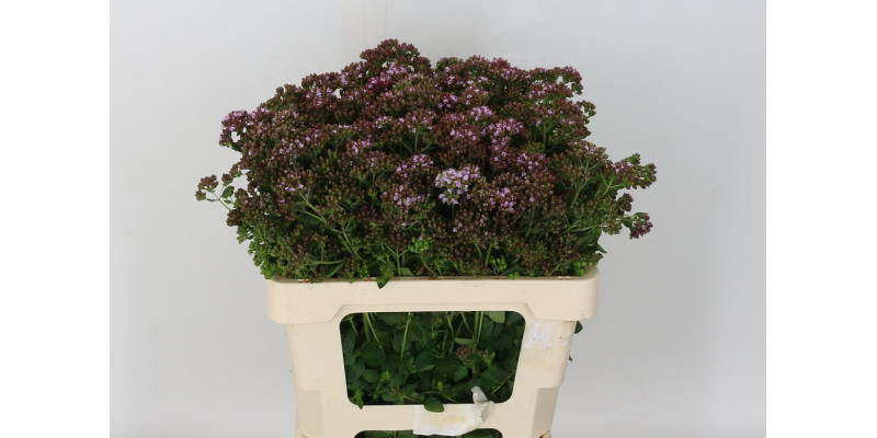 Orig Ty Charm Purple 55cm A1 Col-Pink