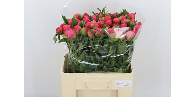 Peonies Coral Charm 60cm A1