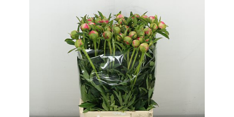 Peonies Coral Charm X 70  cm A1