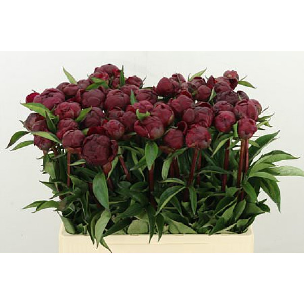 Peonies L Peter Brand 60cm A1