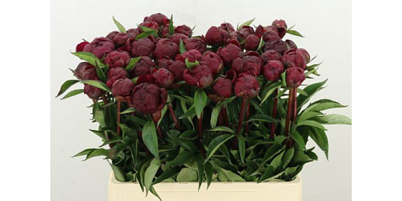 Peonies L Peter Brand 60cm A1