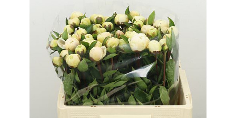 Peonies Charley White 60cm A1