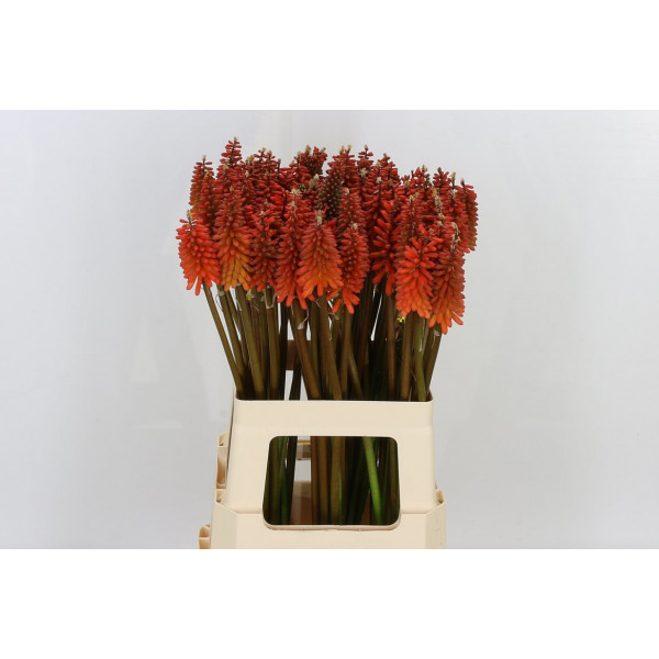 Knip Alcazar 60cm A1 Col-Orange