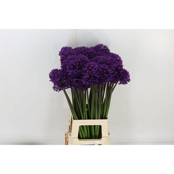 Allium Purple Sens 80cm A1