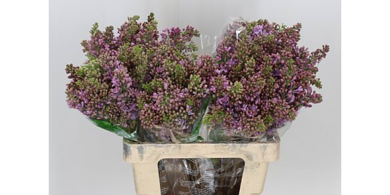 Lilac - Syringa V Rose V Horstenst 2Plus 60cm A1