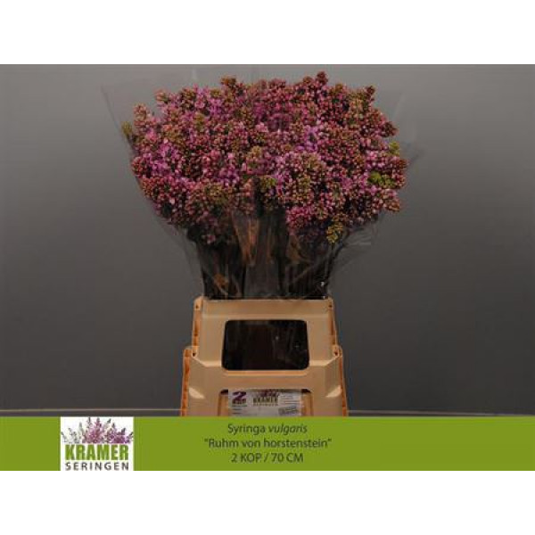 Lilac - Syringa V Rose V Horstenst 2Plus 70cm A1