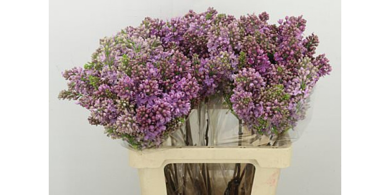 Lilac - Syringa V Rose V Horstenst 4Plus A2 60cm A2