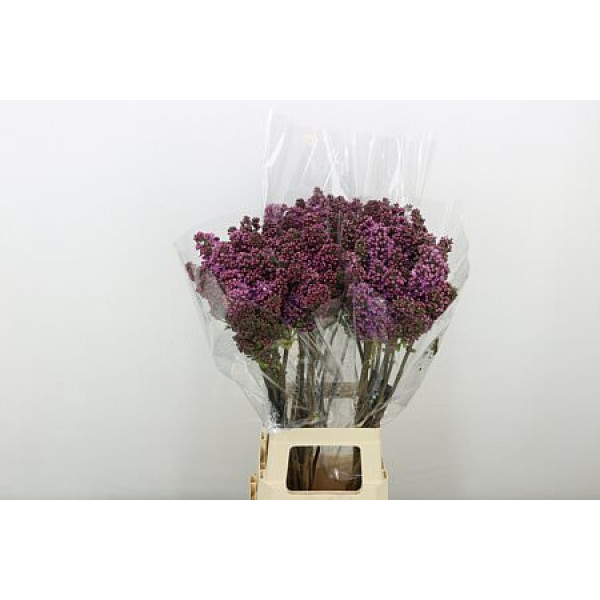 Lilac - Syringa V Rose V Horstenst 4plus 80cm A1