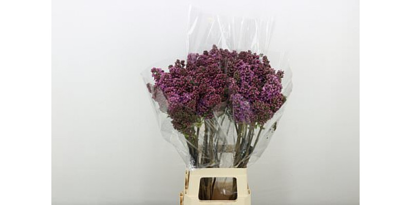 Lilac - Syringa V Rose V Horstenst 4plus 80cm A1