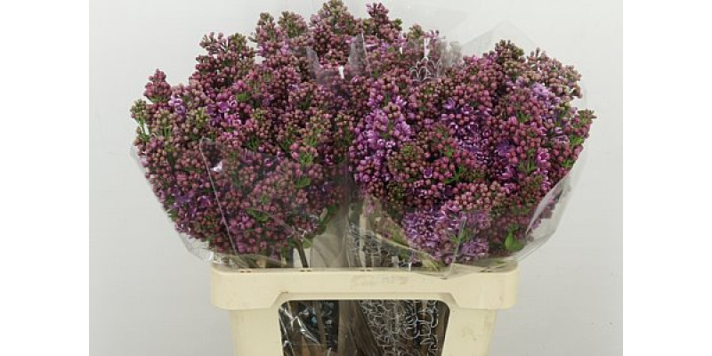 Lilac - Syringa V Rose V Horstenst 4plus 60cm A1