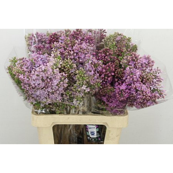 Lilac - Syringa V Rose V Horstenst 2plus.  A2 60cm A2