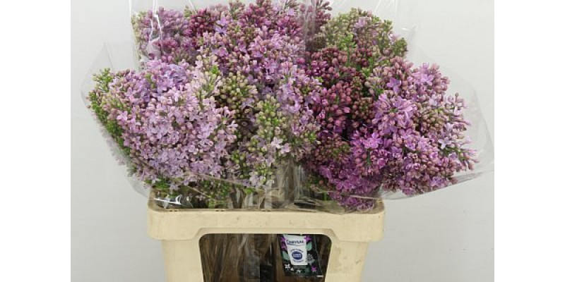 Lilac - Syringa V Rose V Horstenst 2plus.  A2 60cm A2