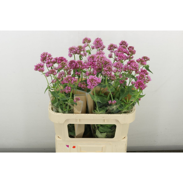 Centr Ruber Ov 80 cm A1