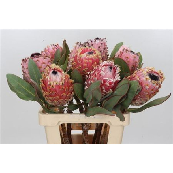 Protea Barbigera 60cm  Col-Pink