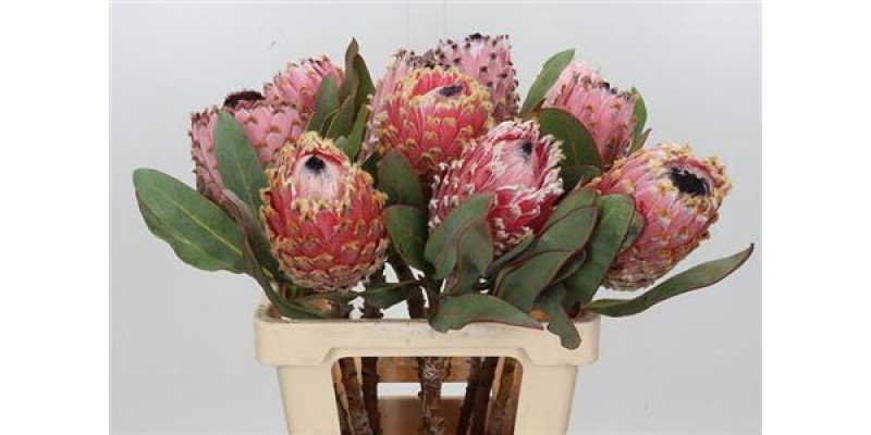 Protea Barbigera 60cm  Col-Pink