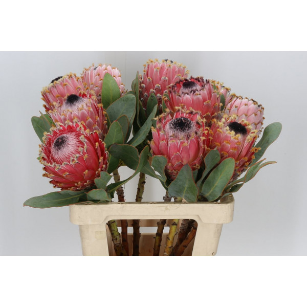 Protea Magnifica Barbigera 60cm A1 Col-Pink