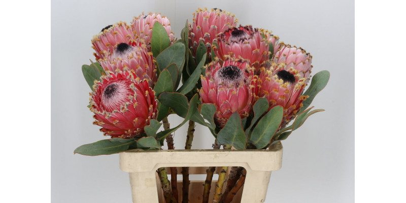 Protea Magnifica Barbigera 60cm A1 Col-Pink