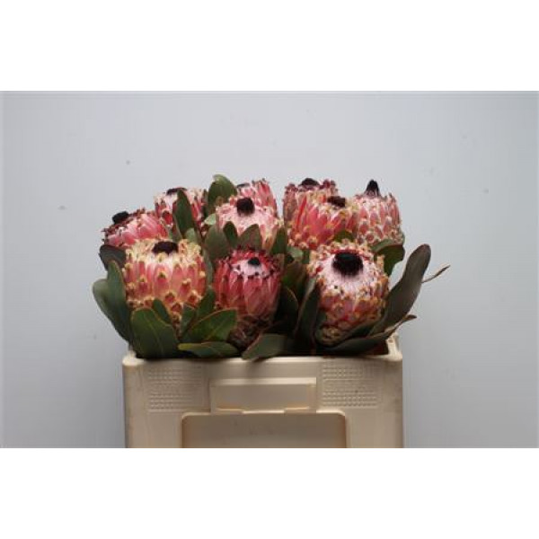 Protea Barbigera 50cm A1