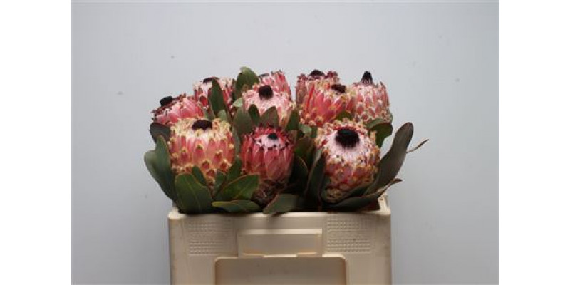 Protea Barbigera 50cm A1