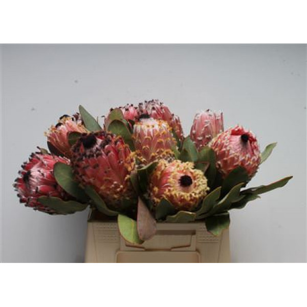 Protea Barbigera 40cm A1