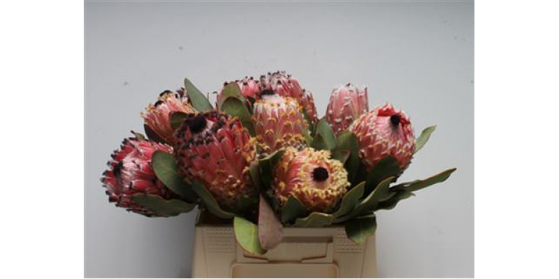 Protea Barbigera 40cm A1