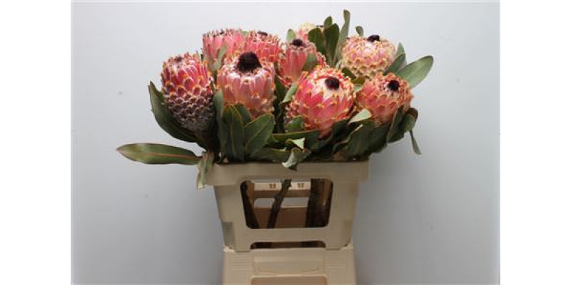 Protea Barbigera 60cm A1