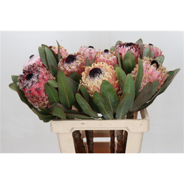 Protea Barbigera 60cm A1