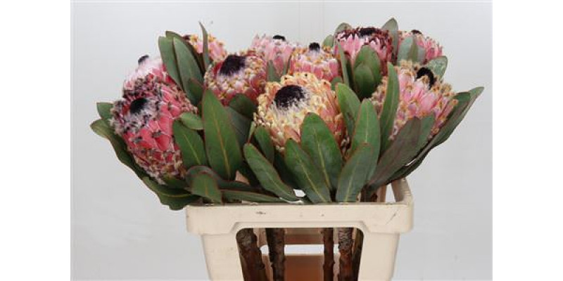 Protea Barbigera 60cm A1